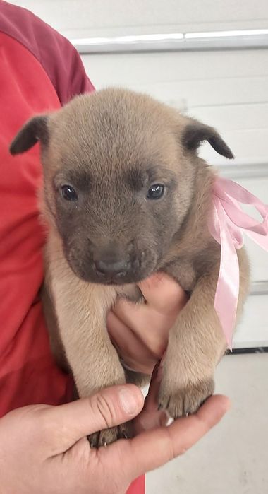 Owczarek Belgijski Malinois szczeniaki