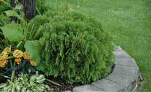 Thuja danica 35 cm srednica