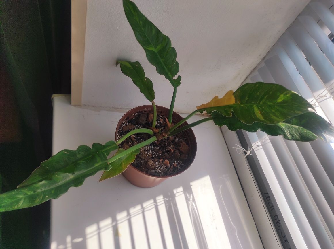 Philodendron Ring of fire/Филодендрон Ринг оф фаер (Огненное кольцо)