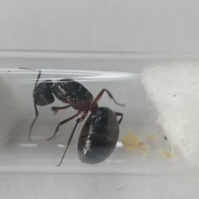 Camponotus ligniperda - największa mrówka w Europie
