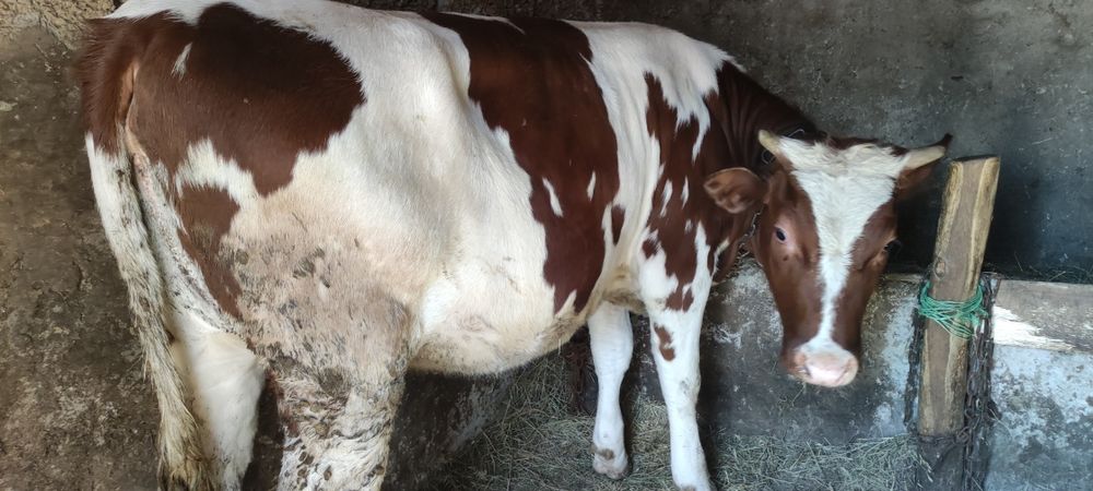 Продам плем(айширку)