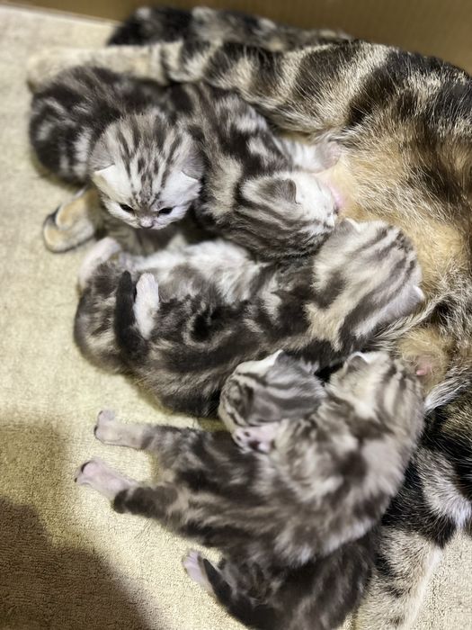 Шотландські малюки