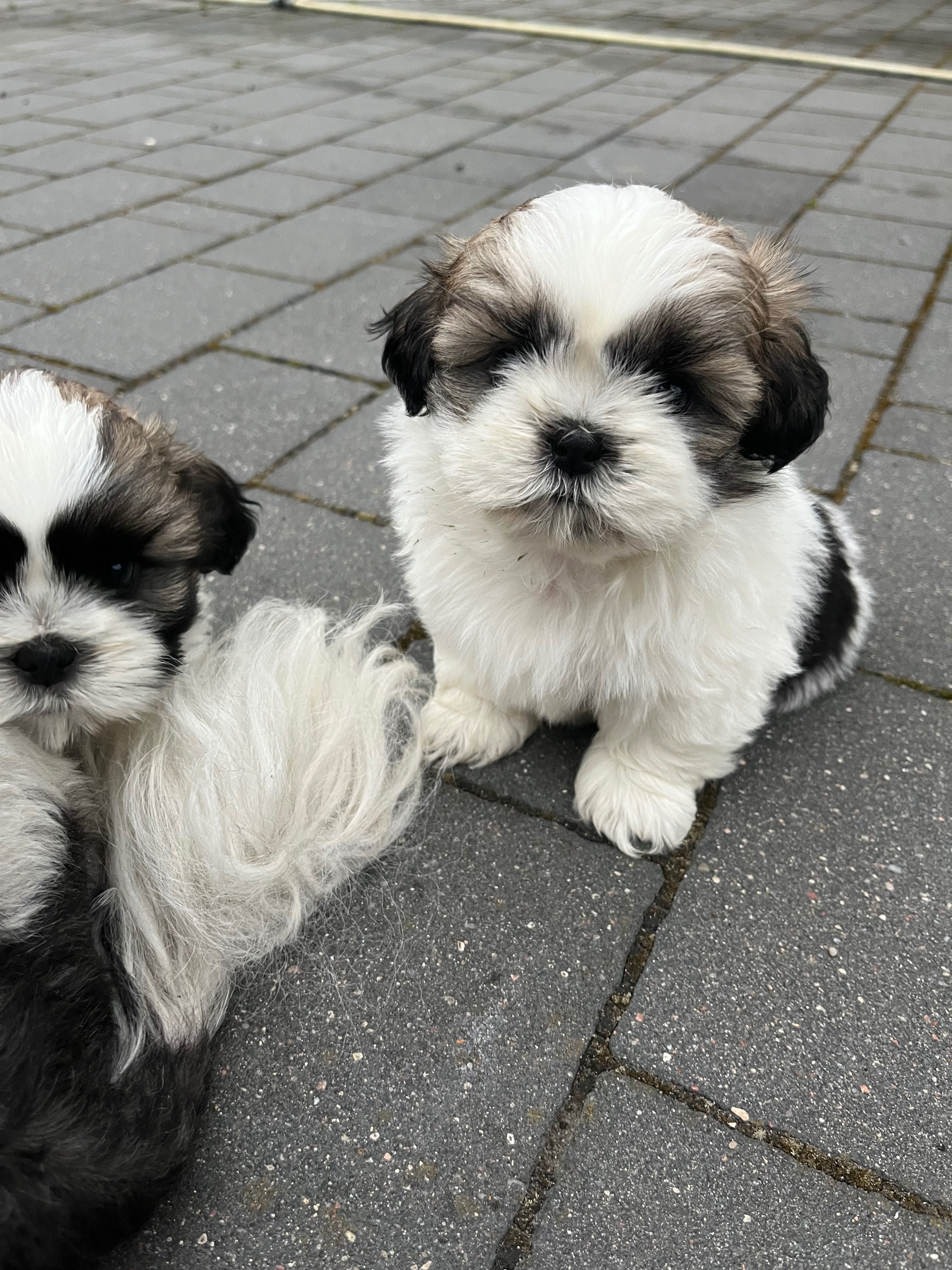 Szczeniaczek rasy shih tzu