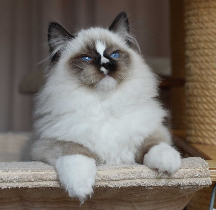 Kocurek Ragdoll gotowy do zmiany domku