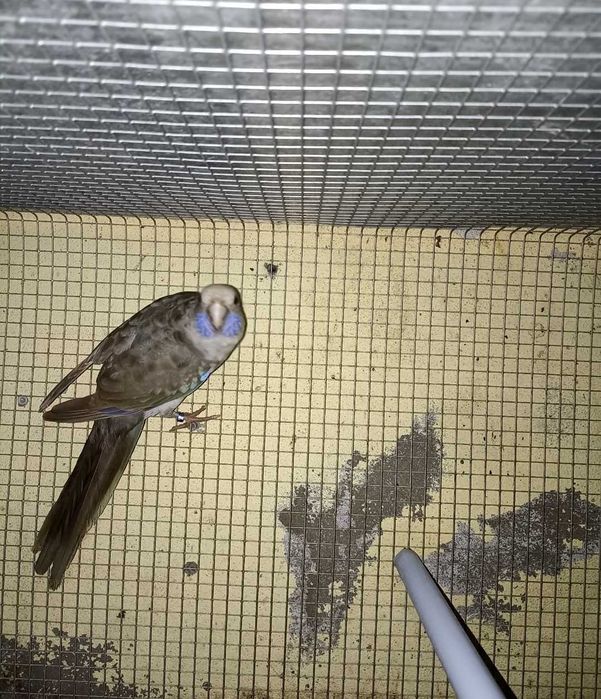 Vendo Rosela penante
