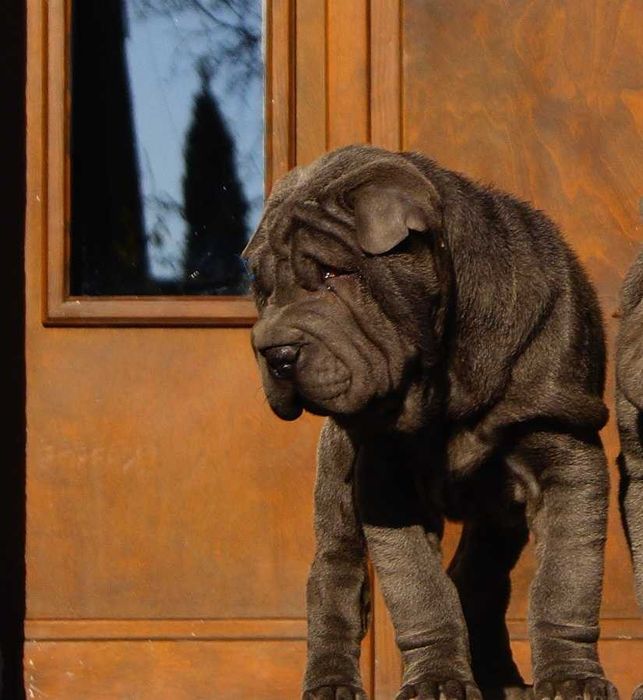 Filo, piękny samiec Shar Pei ,z rodowodem, zagraniczni rodzice FCI