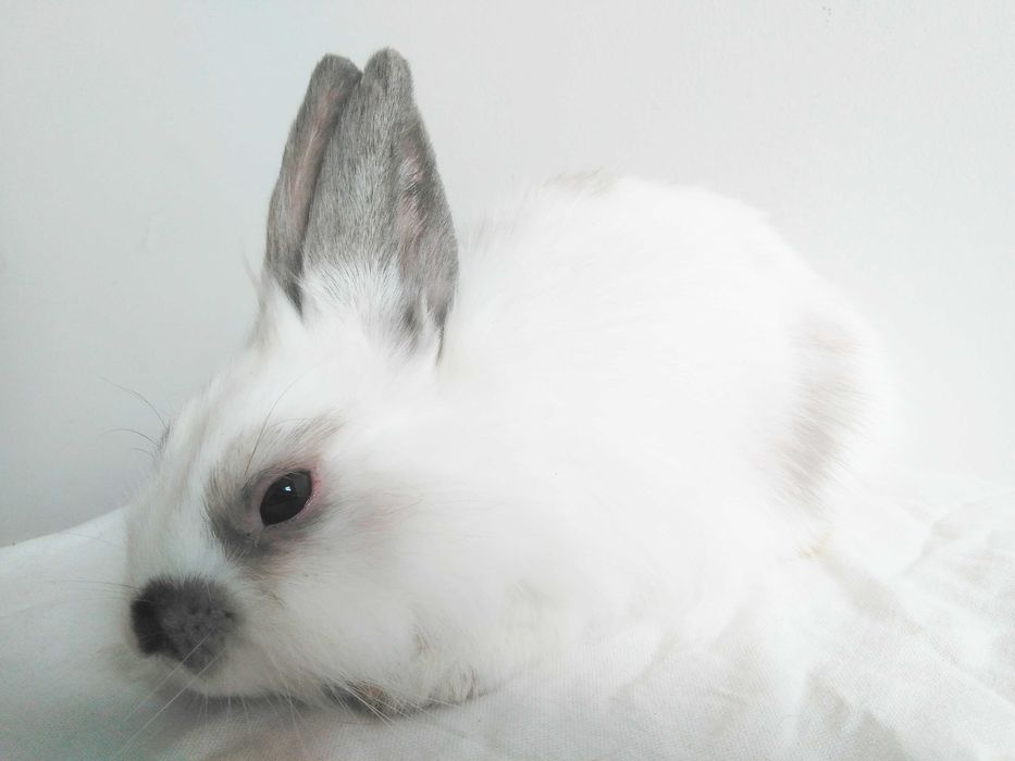 Роскошные миниатюрные Нидерландские карликовые крольчата, кролики