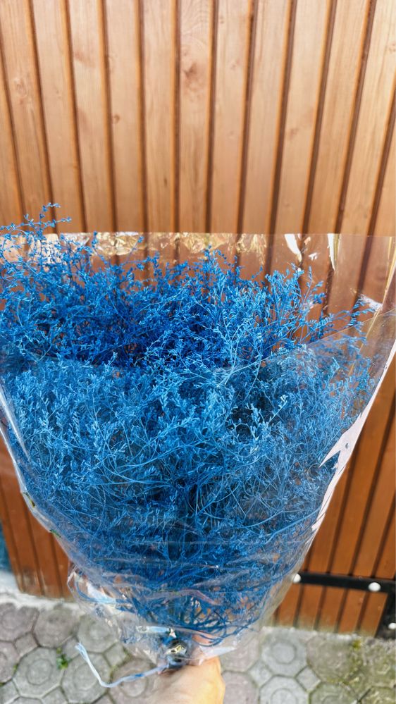 Limonium malowane - różne kolory - duże ilości