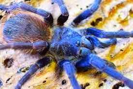 Lasiocyano Sazimai (Pterinopelma)  1,5cm. pająk ptasznik