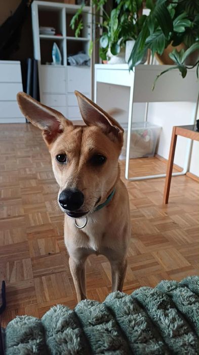 Roczna suczka szuka domku