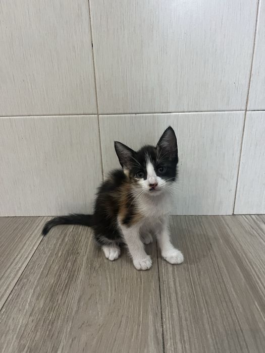 Gatinhos para Adoção