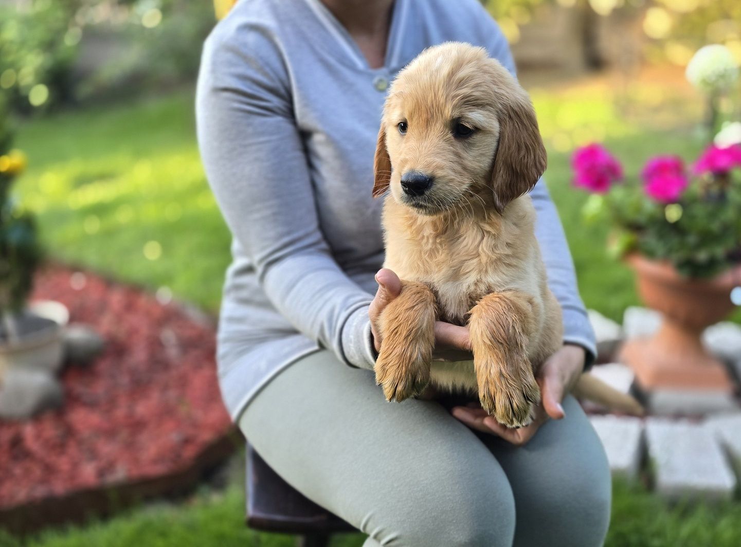 Golden retriever szczeniak