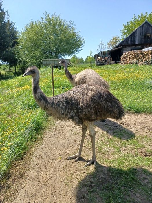 Sprzedam samca Emu