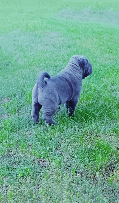 Shar pei fêmea... Sharpei Azul Cinza