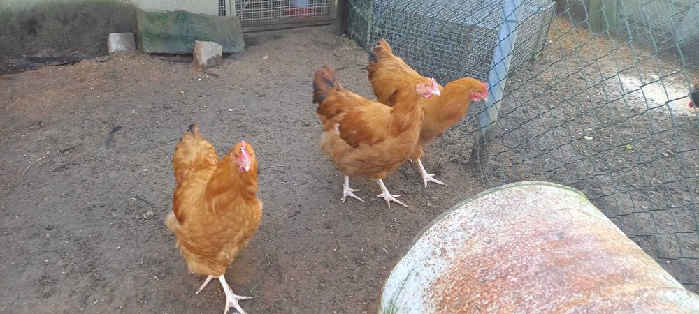 Galos Orpington e Sedosas
