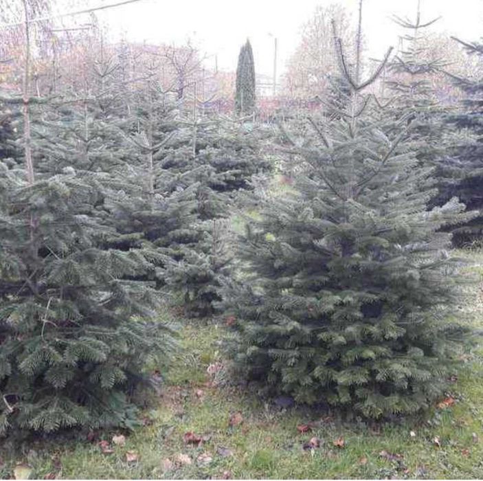 Choinki Sławno Chełmońskiego Jodła Kaukaska Świerk Srebrny