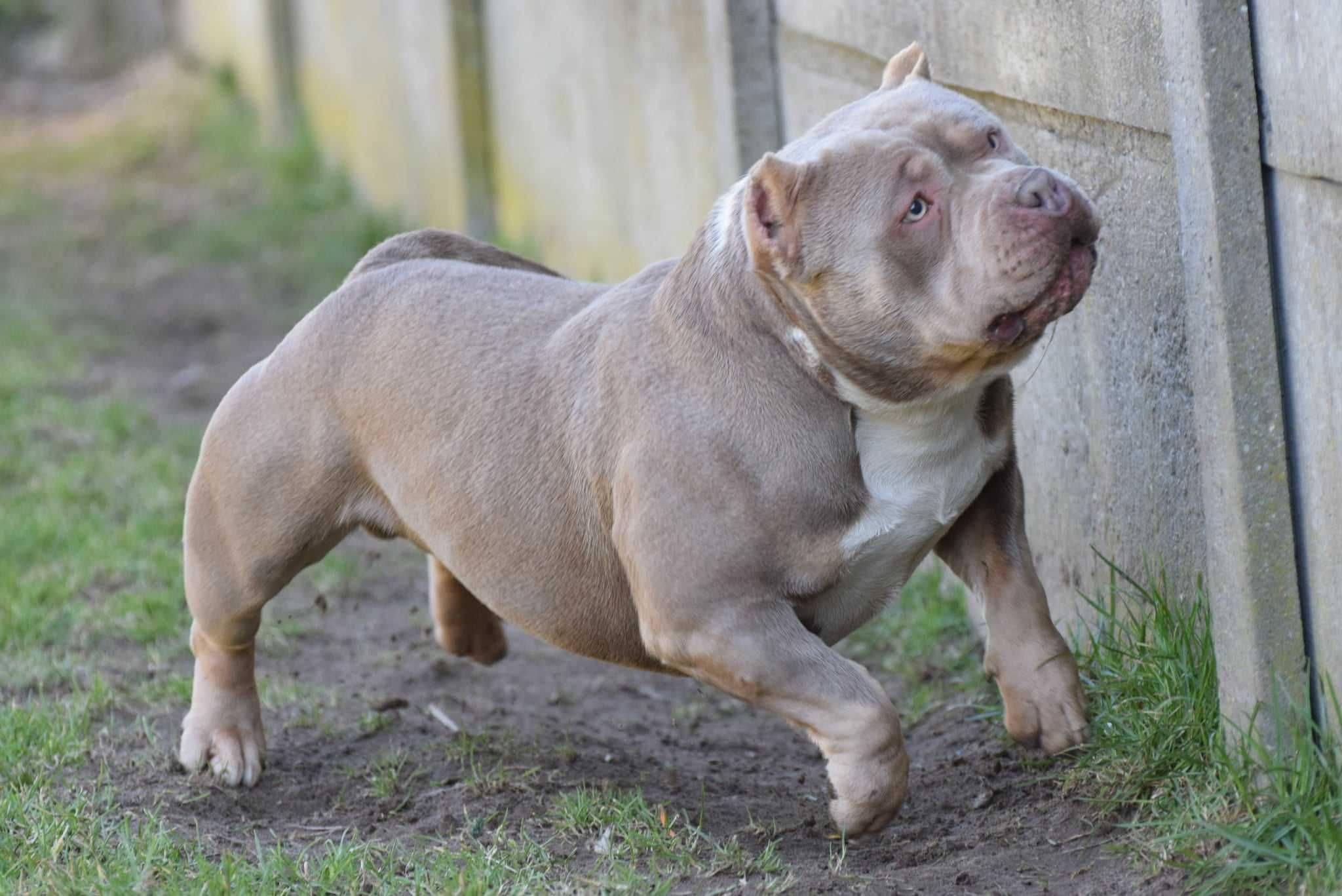 American bully suczka ABKC