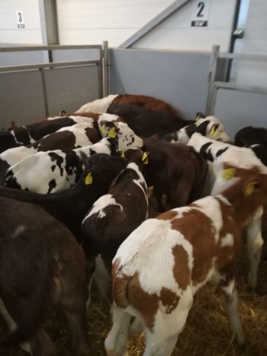 Jałówki Byczki polskie GLINOJECK