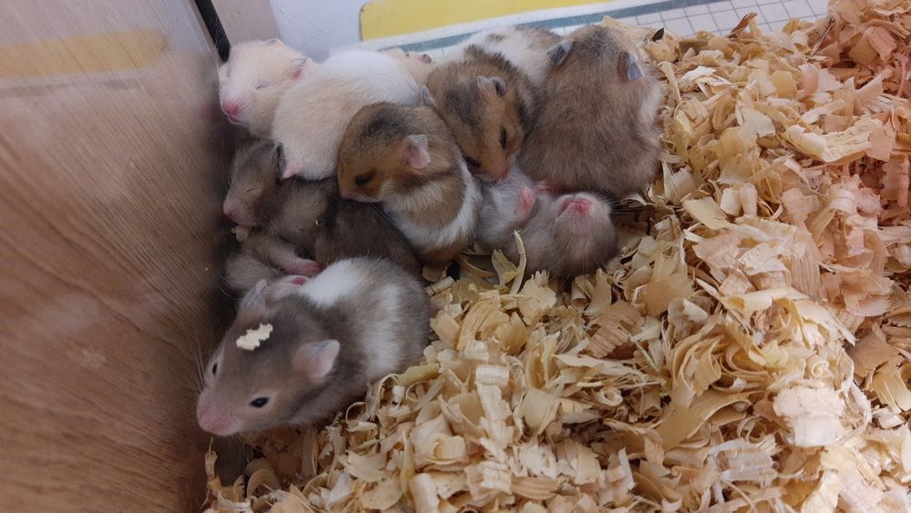 Chomiki chomiczki chomik syryjski małe młode