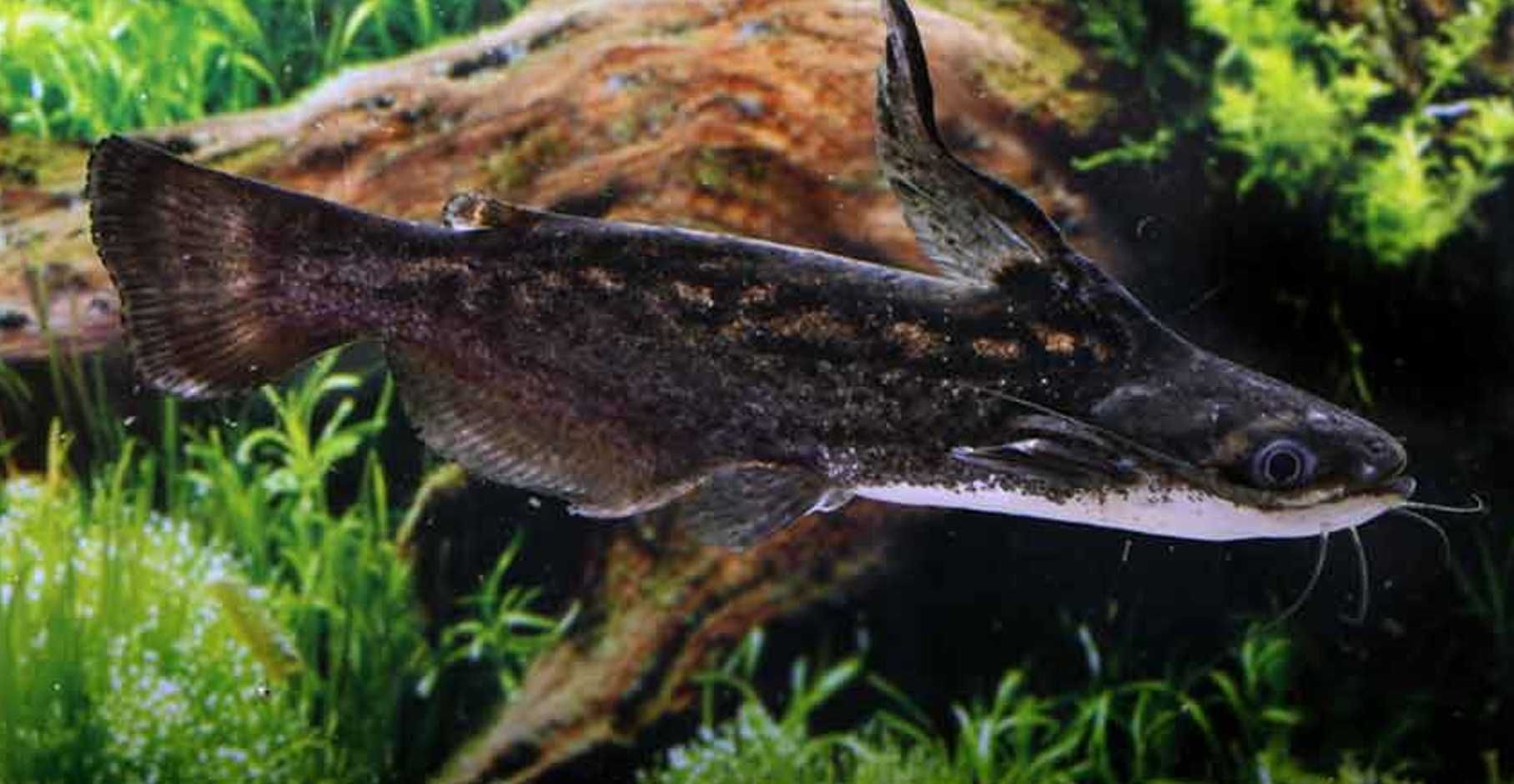 Trachelyopterus fisheri - Sumik - Sum - dowozimy, wysyłamy