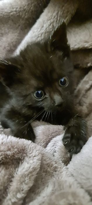 Małe kotki kociaki ze schroniska do adopcji