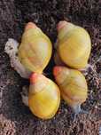 Archachatina marginata grevillei - ślimak afrykański
