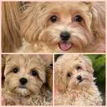Maltipoo piesek  super socjalizowany.