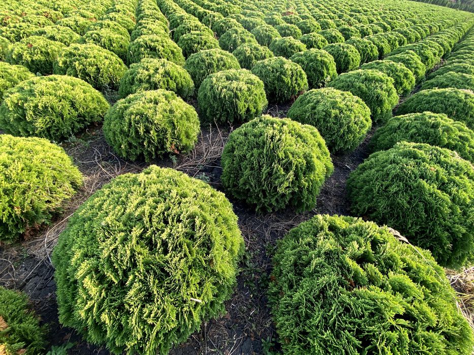 Thuja Smaragd 220-260 cm i inne tuja Szmaragd żywopłot Transport