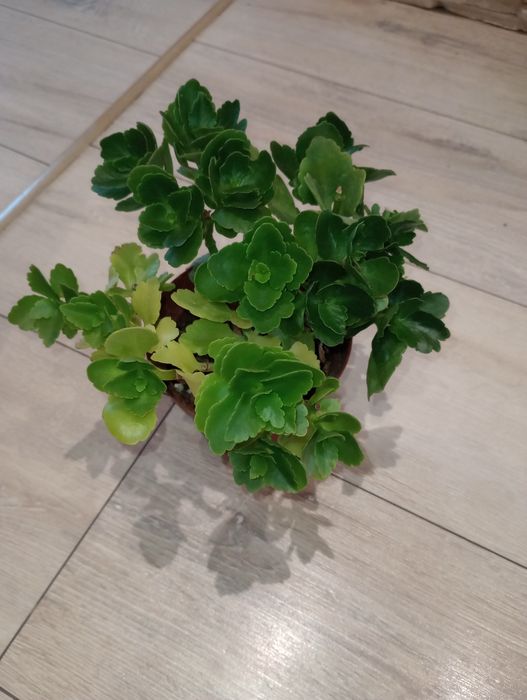 Fiołek afrykański + kalanchoe + grudnik czerwony, biały