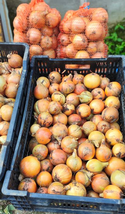 Cebula żółta z naszego gospodarstwa