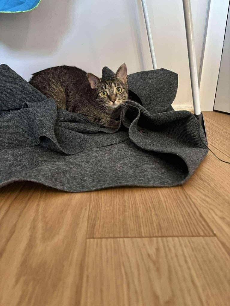 Kicia Wrotka poleca się do adopcji