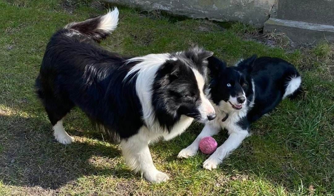 Border collie wyjątkowy