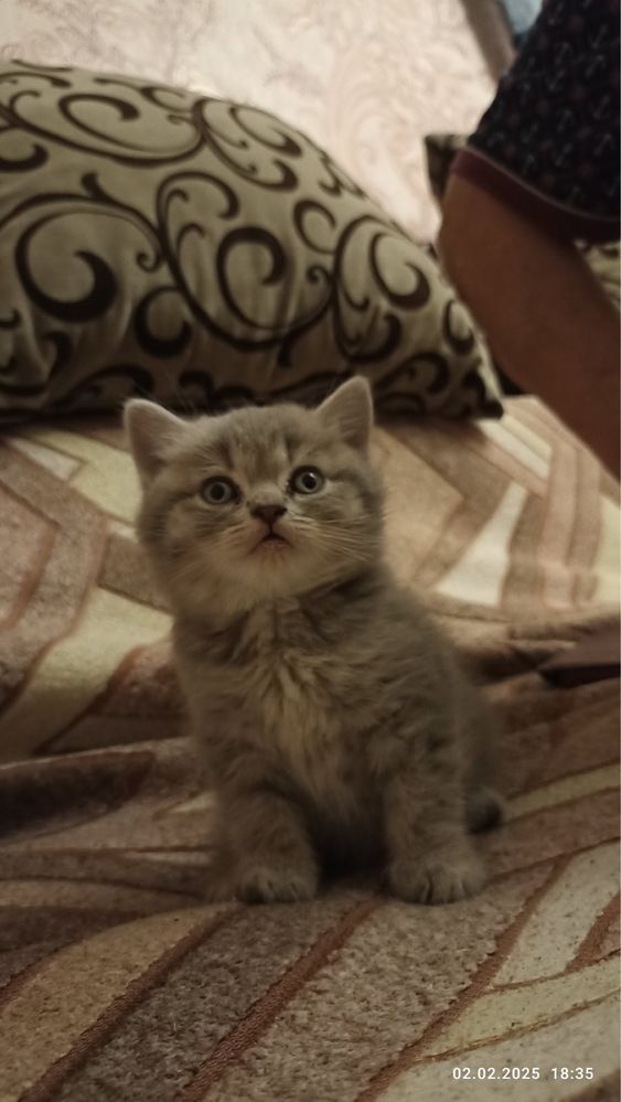 Шотландські кошенята
