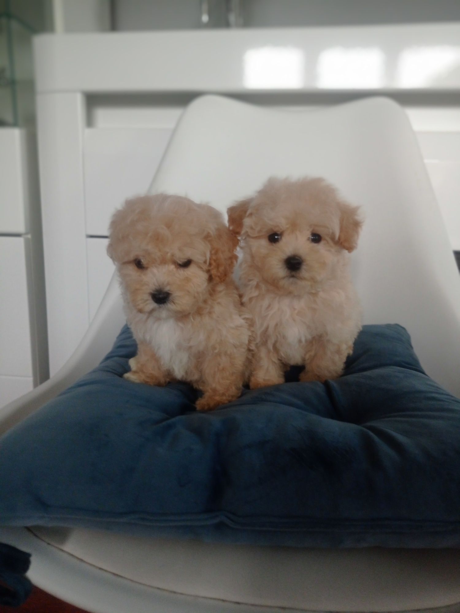 Maltipoo - maltańczyk & pudel toy Red piesek