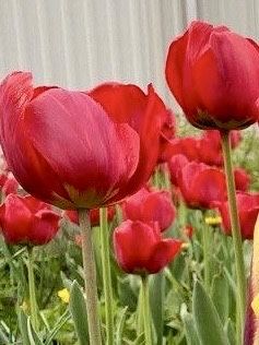 Продам луковиці червоних ʼбархатнихʼ тюльпанів.