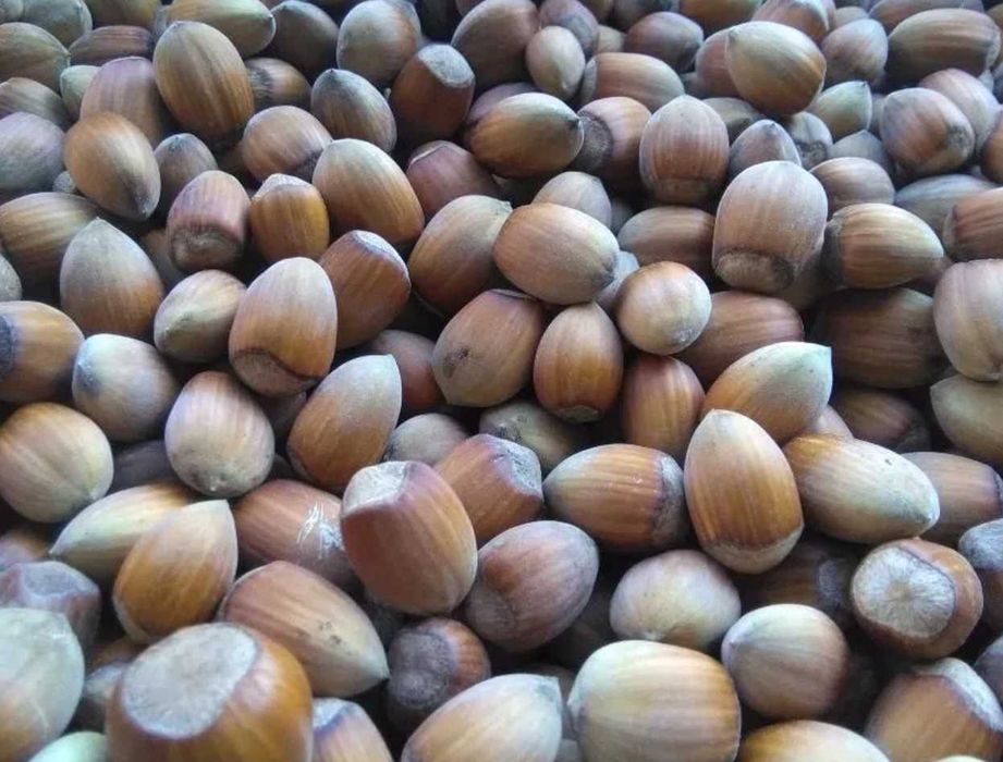 Orzechy laskowe w łupinie POLSKIE własna plantacja 1kg 2024 5kg