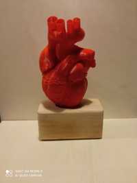 Serca ludzkie model anatomiczny skala 1:1