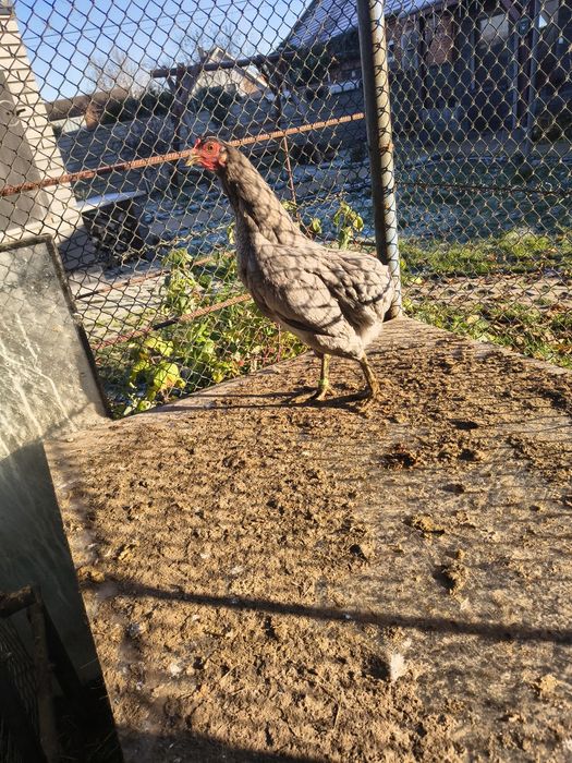 Araukany 2 kury i kogut