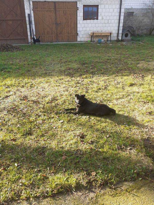 Oddam młodą, uroczą suczkę w dobre ręce