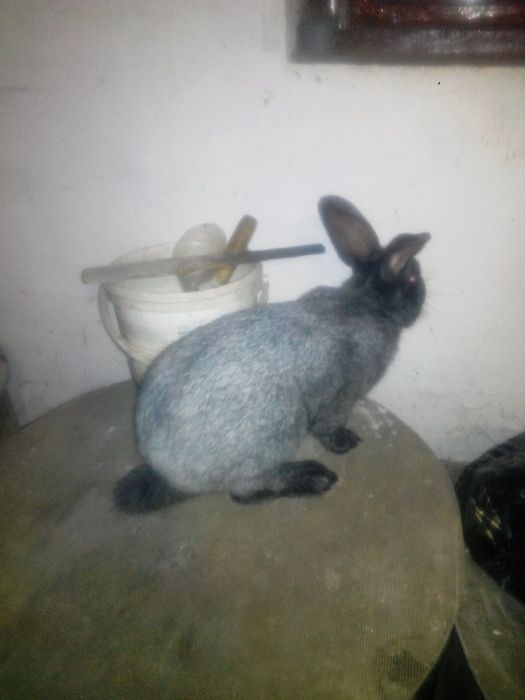 Самець та самочки "Полтавське срібло"