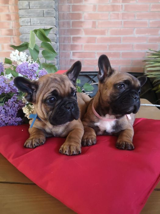 Французский бульдог, вязка. Отличный производитель, Киев