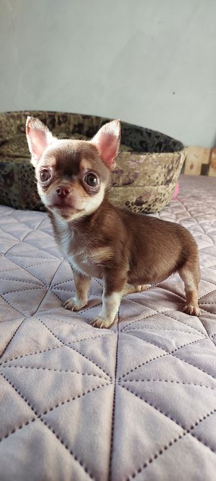 Міні чіхуашечки дівчатка !