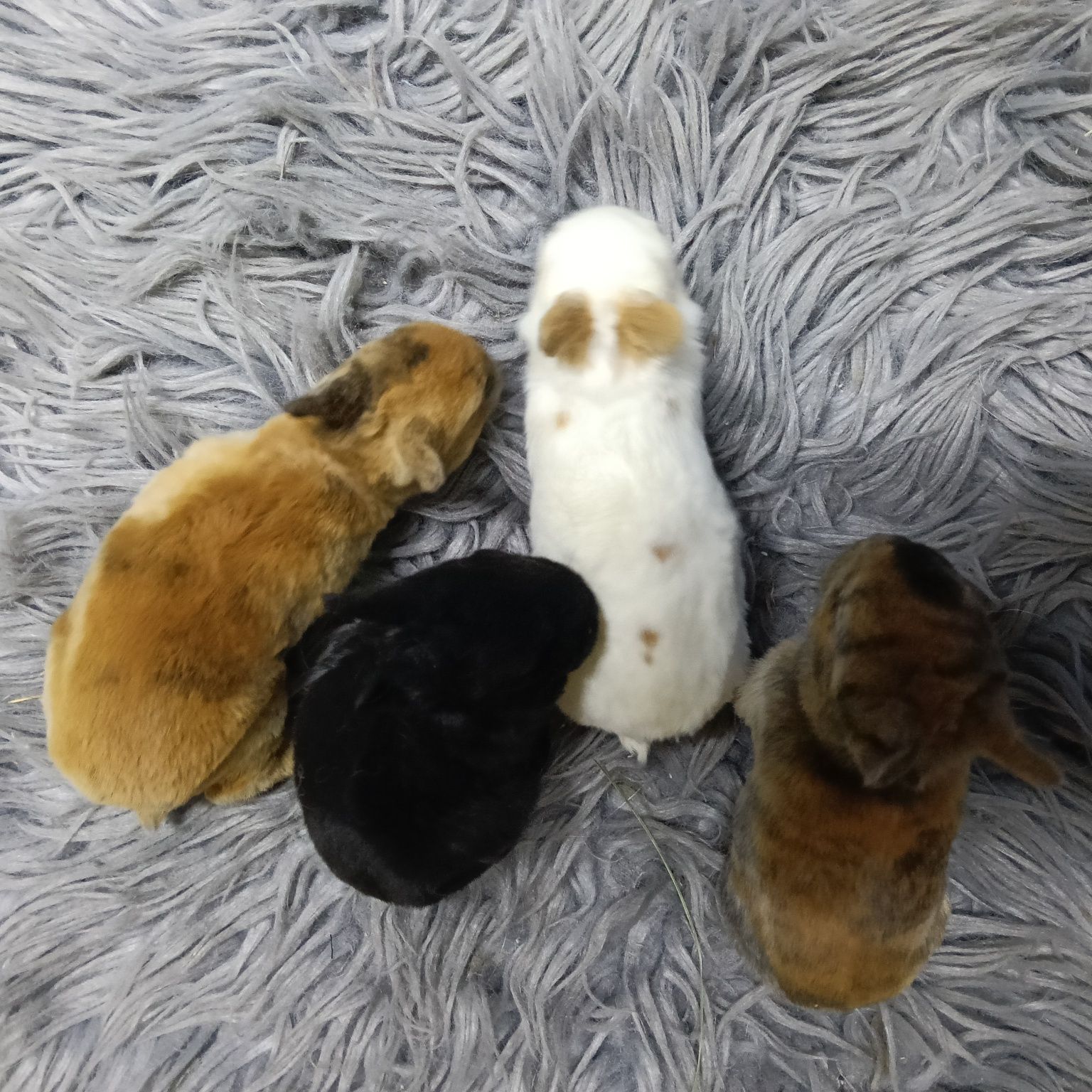 Króliczki miniaturki Teddy Karzełek Rex Mini Lop Hermielin niebieskoki