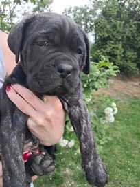 Cane corso italiano pies pręgowany