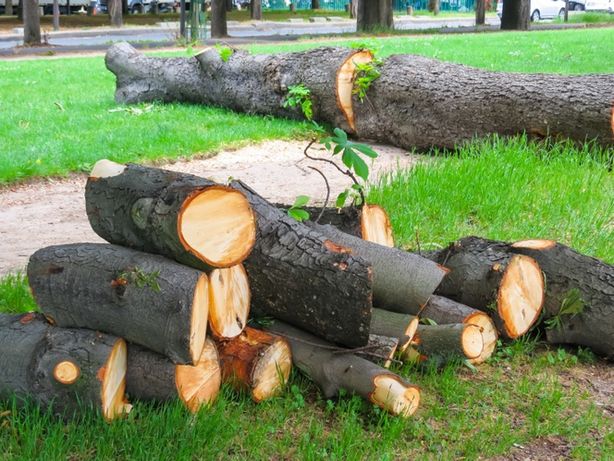 Drewno drzewo kora kasztan wycinka skup