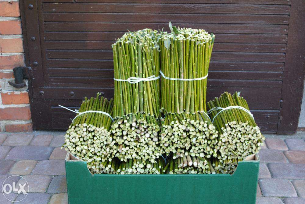 Wierzba energetyczna sprawdzone sadzonki 30 gr/szt. Łódzkie