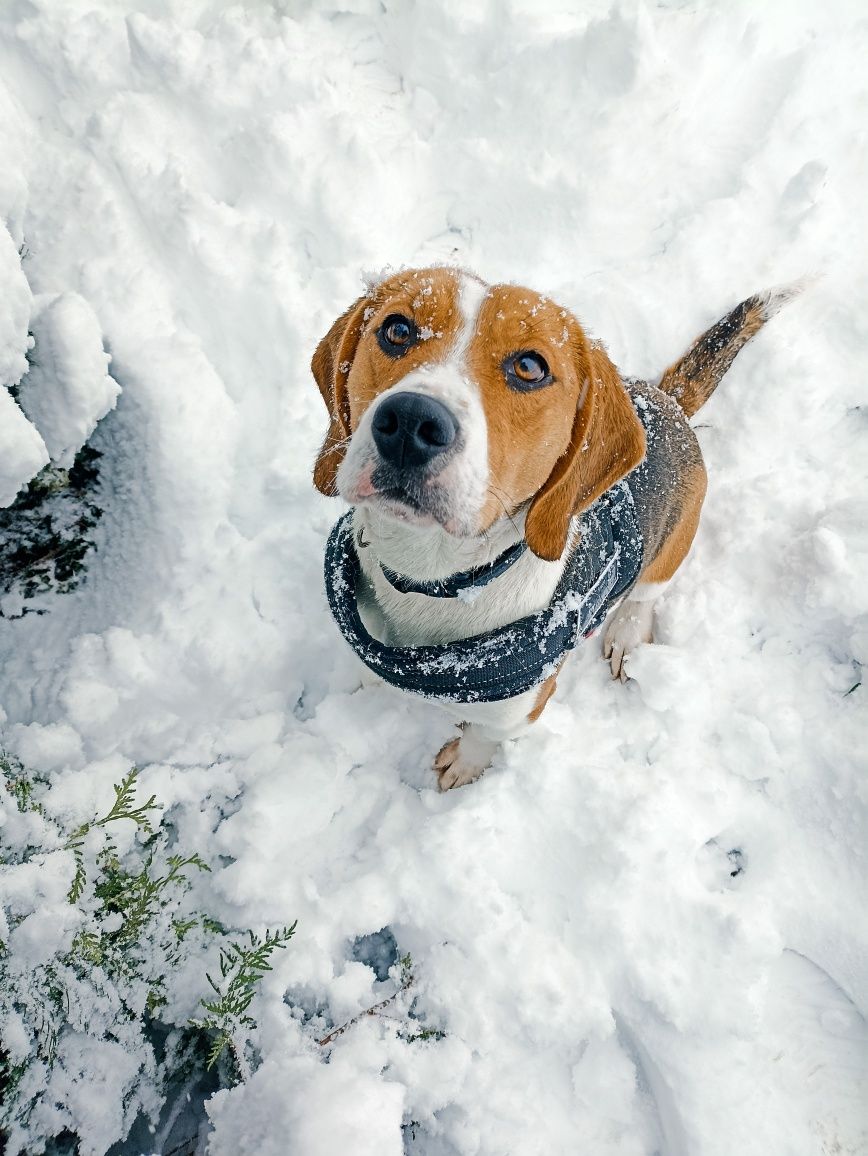 Piesek rasy beagle do rezerwacji