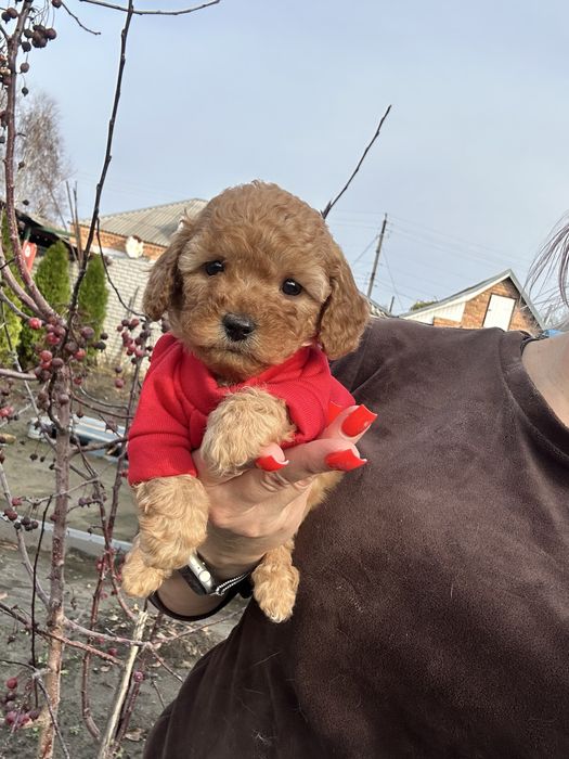 Милая кукла мальтипу