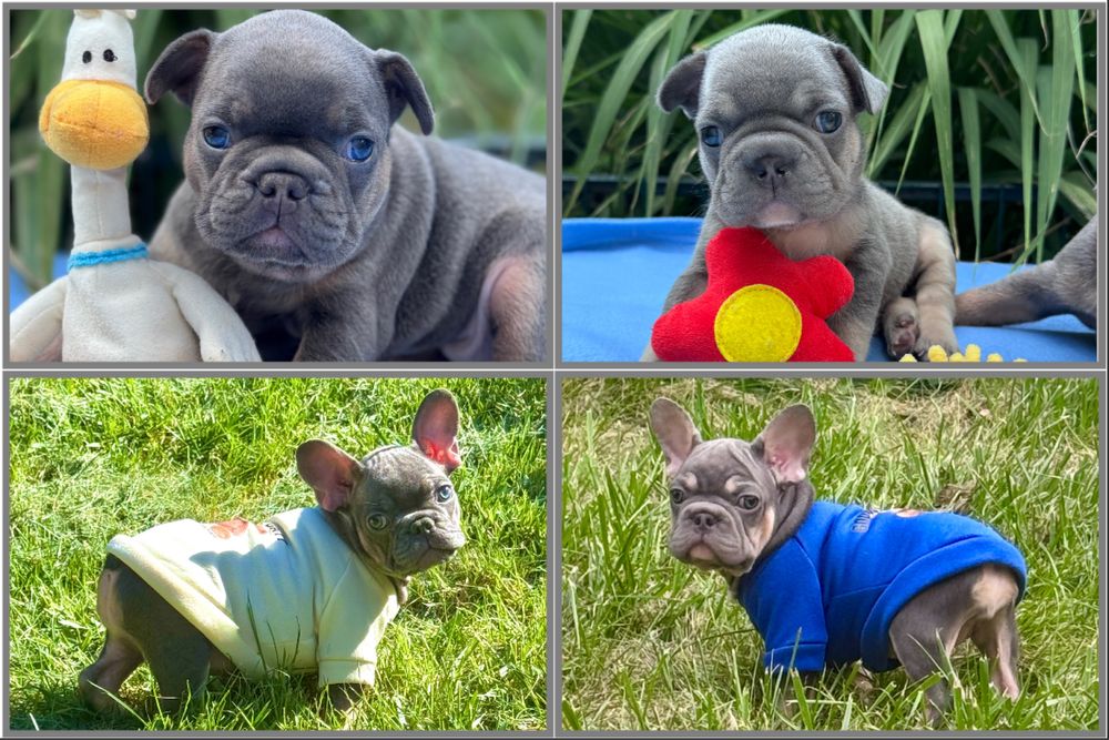 Породні малята французький бульдог