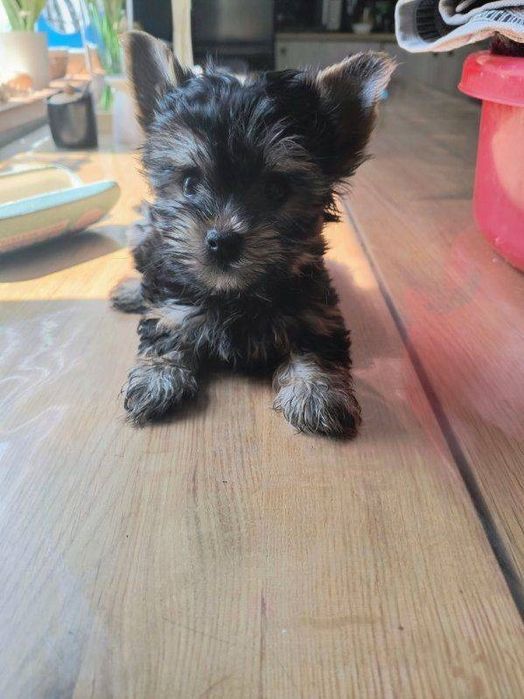 Yorkshire terrier dziewczynka